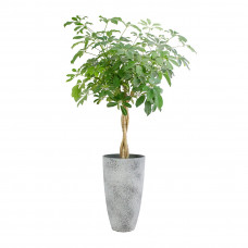 Schefflera arboricola ‘Compacta’ in grijze sierpot (vaas Nova concrete)